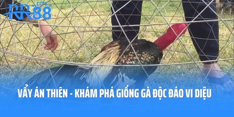 Vẩy Án Thiên - Khám Phá Giống Gà Độc Đáo Vi Diệu